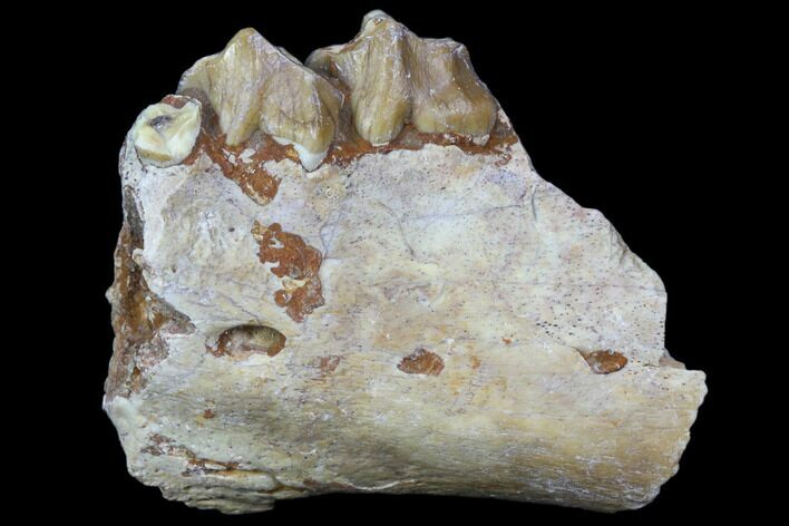 Oreodont Jaw Section With Teeth - South Dakota #82197